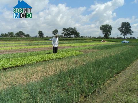 Hình ảnh Nhị Chiểu, Hải Phòng