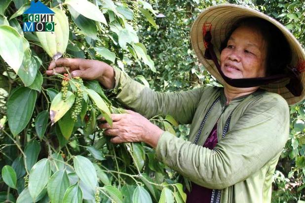 Hình ảnh Vĩnh Hòa Hưng, An Giang