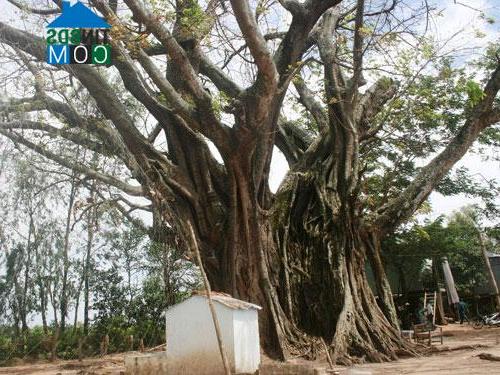 Hình ảnh Khánh Bình, An Giang