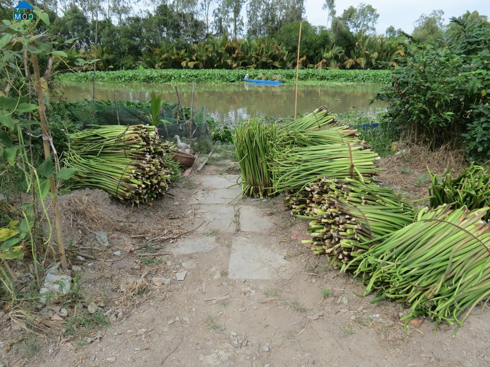 Hình ảnh Ngọc Chúc, An Giang
