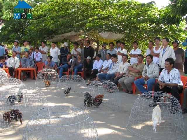 Hình ảnh Phú Tân, An Giang