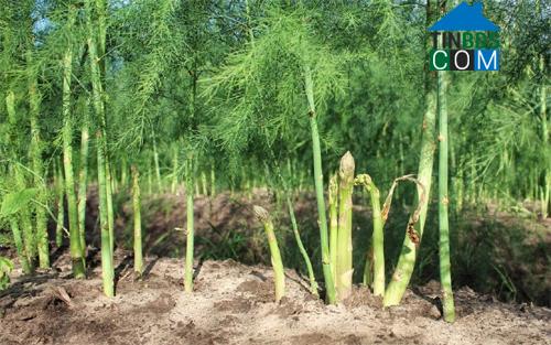 Hình ảnh Tự Lạn, Bắc Ninh