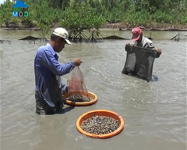 Hình ảnh Quách Phẩm, Cà Mau