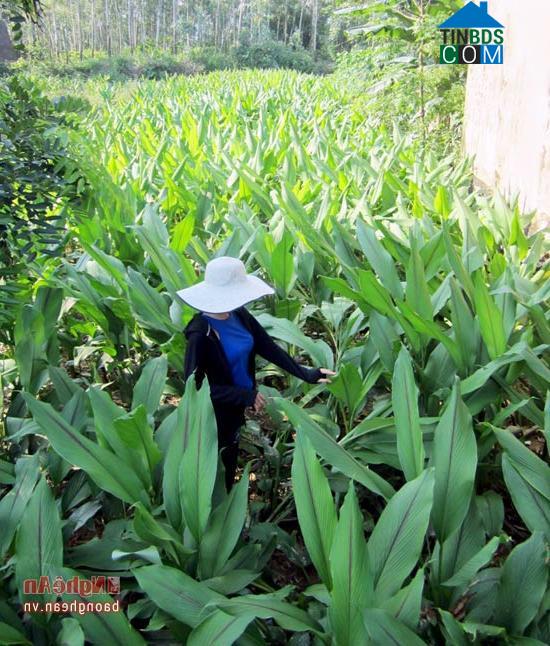 Hình ảnh Văn Kiều, Nghệ An