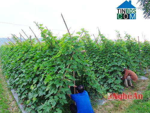 Hình ảnh Tam Đồng, Nghệ An