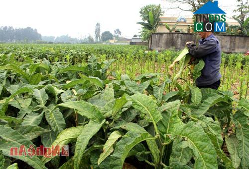 Hình ảnh Tân Mai, Nghệ An