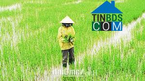 Hình ảnh Hiển Khánh, Ninh Bình