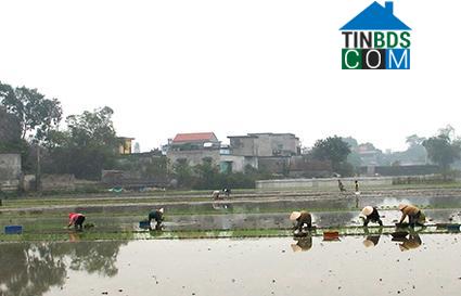 Hình ảnh Hoa Lư, Ninh Bình