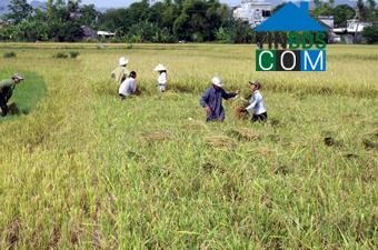 Hình ảnh Nam Hoa Lư, Ninh Bình
