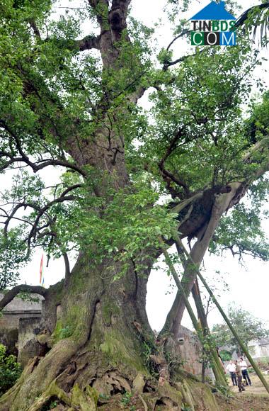Hình ảnh Yên Cường, Ninh Bình