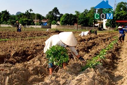 Hình ảnh Gia Lâm, Ninh Bình