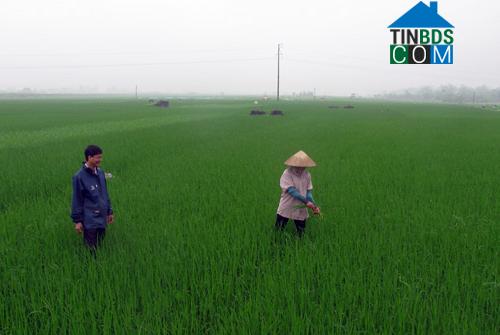 Hình ảnh Chí Tiên, Phú Thọ