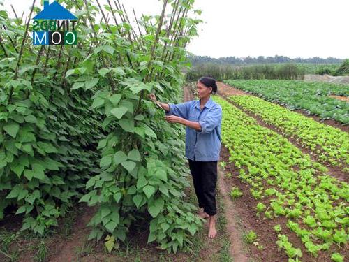 Hình ảnh Hạ Hòa, Phú Thọ