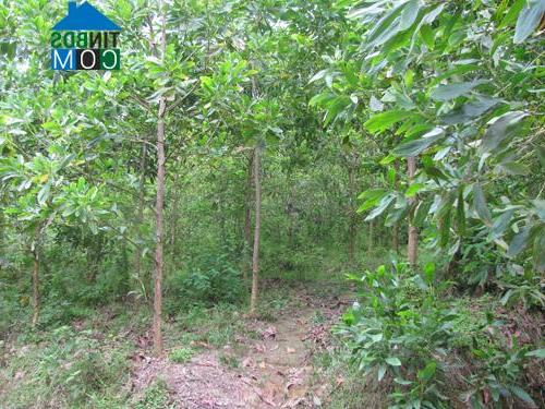 Hình ảnh Phú Khê, Phú Thọ