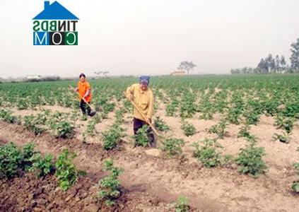 Hình ảnh Liên Châu, Phú Thọ