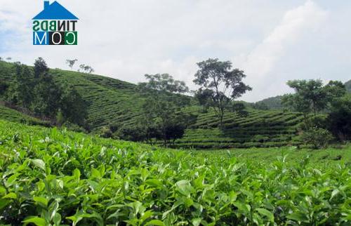 Hình ảnh Minh Hòa, Phú Thọ