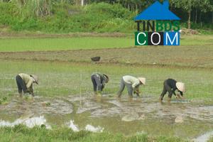 Hình ảnh Mường Động, Phú Thọ