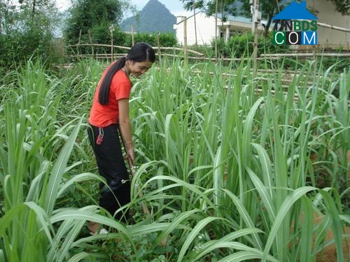 Hình ảnh Mường Hoa, Phú Thọ