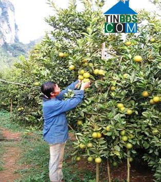 Hình ảnh Mường Thàng, Phú Thọ