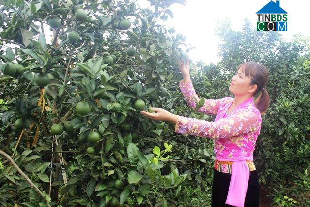 Hình ảnh Thung Nai, Phú Thọ