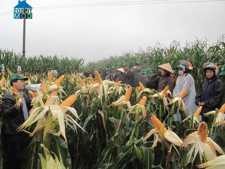 Hình ảnh Tiên Lữ, Phú Thọ