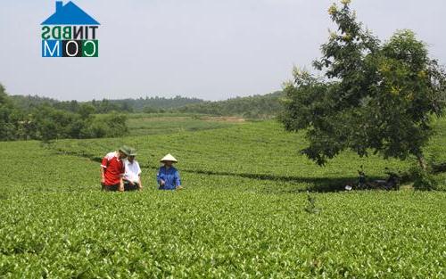 Hình ảnh Quảng Yên, Phú Thọ