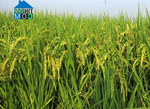 Hình ảnh Sơn Lương, Phú Thọ