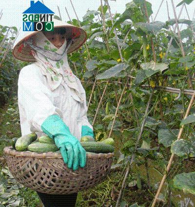 Hình ảnh Tam Dương, Phú Thọ