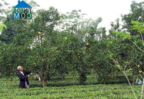 Hình ảnh Tân Mai, Phú Thọ