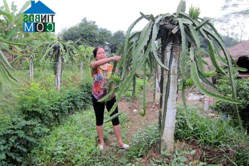 Hình ảnh Yên Lập, Phú Thọ