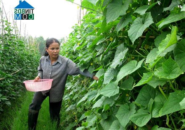 Hình ảnh Vĩnh Phúc, Phú Thọ