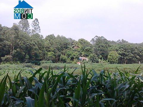 Hình ảnh Vân Bán, Phú Thọ