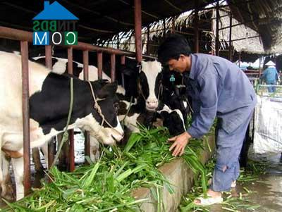 Hình ảnh Vĩnh Phú, Phú Thọ