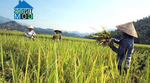 Hình ảnh Xuân Đài, Phú Thọ