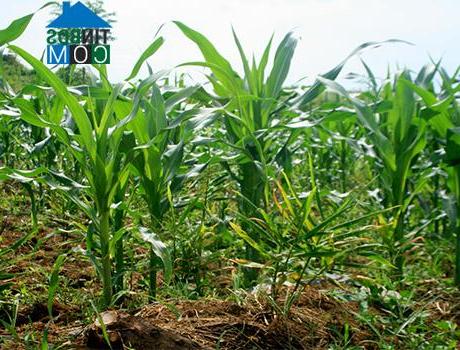 Hình ảnh Yên Kỳ, Phú Thọ