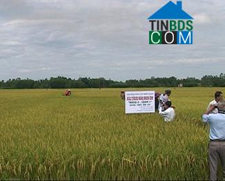 Hình ảnh Đình Cương, Quảng Ngãi