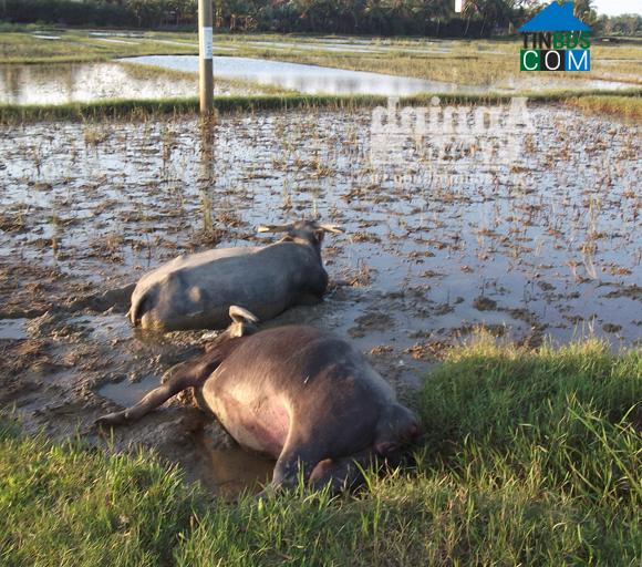 Hình ảnh Ba Vì, Quảng Ngãi