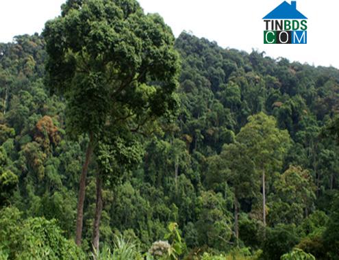 Hình ảnh Ba Xa, Quảng Ngãi