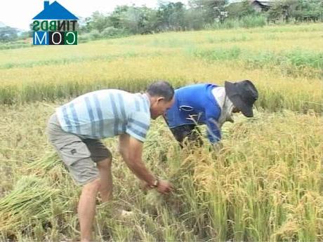 Hình ảnh Xốp, Quảng Ngãi