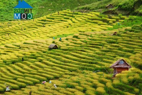 Hình ảnh Đăk Cấm, Quảng Ngãi