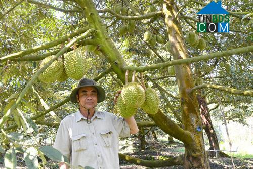 Hình ảnh Long Tiên, Đồng Tháp