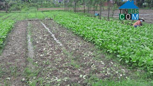 Hình ảnh Long Thuận, Đồng Tháp