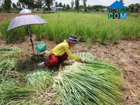 Hình ảnh Tân Phú Đông, Đồng Tháp