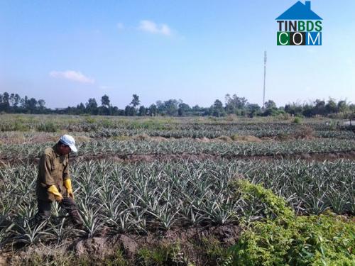 Hình ảnh Tân Phước 3, Đồng Tháp