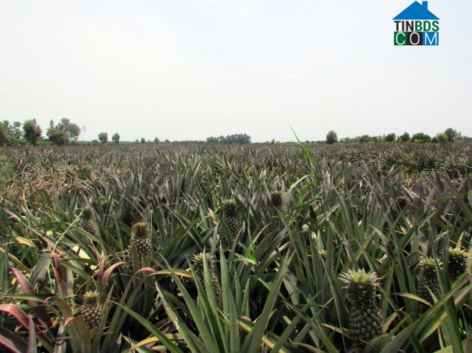 Hình ảnh Tân Phước 2, Đồng Tháp