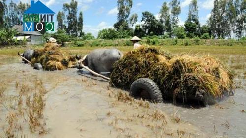 Hình ảnh Thường Phước, Đồng Tháp