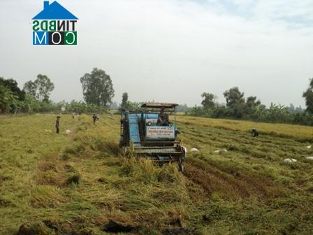 Hình ảnh Đốc Binh Kiều, Đồng Tháp