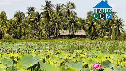 Hình ảnh Tháp Mười, Đồng Tháp