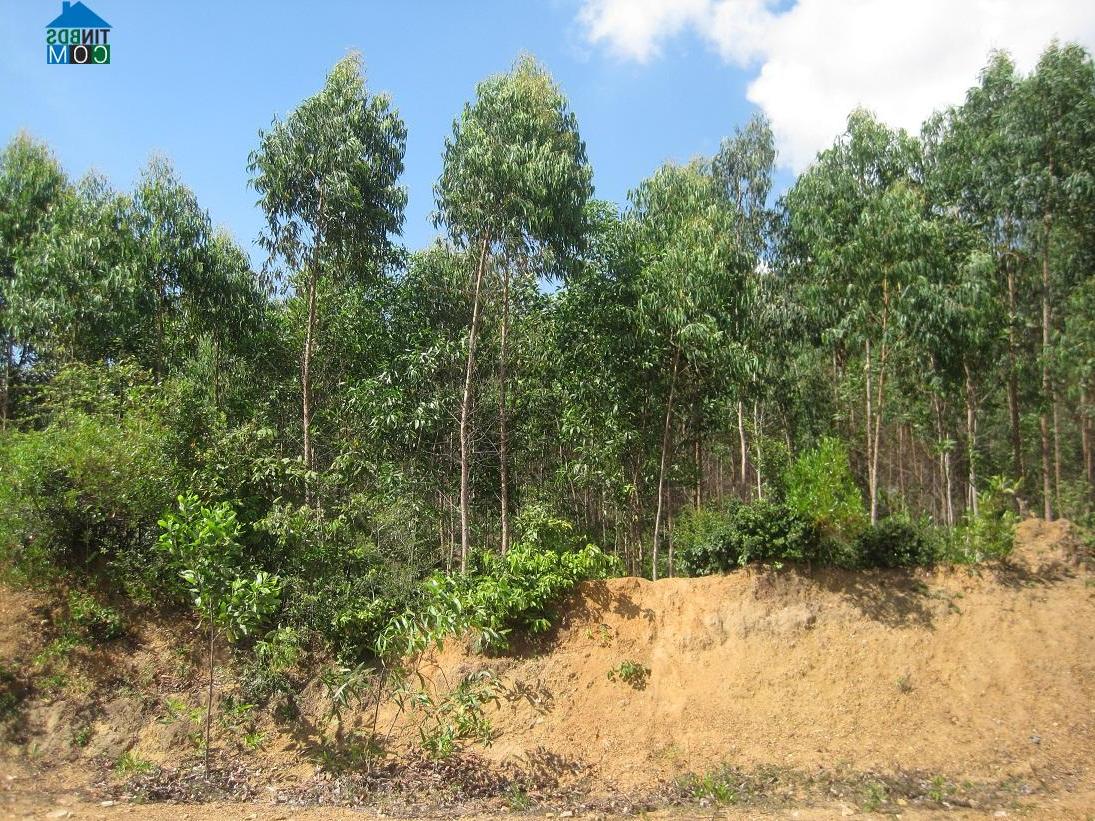 Hình ảnh Canh Vinh, Gia Lai