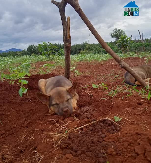 Hình ảnh Kon Chiêng, Gia Lai